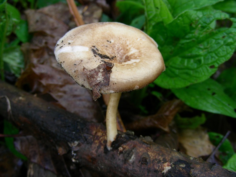 655 Aprile vecchio ritrovamento